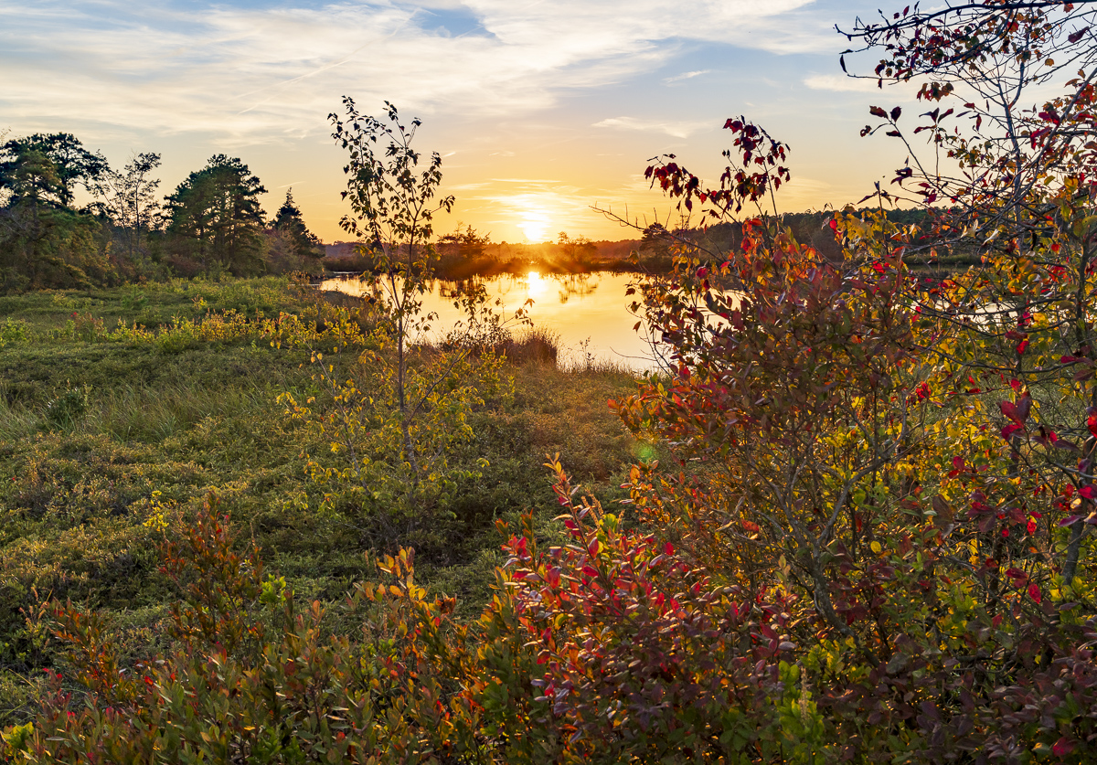 Pinelands   D Amundsen 3